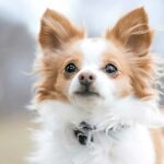 Chihuahua Tear Stains – How To Clean & Prevent Them