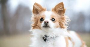 Read more about the article Chihuahua Tear Stains – How To Clean & Prevent Them