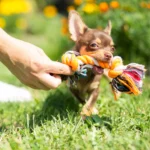 Top 5 Toys for Chihuahuas