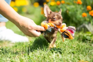 Read more about the article Top 5 Toys for Chihuahuas