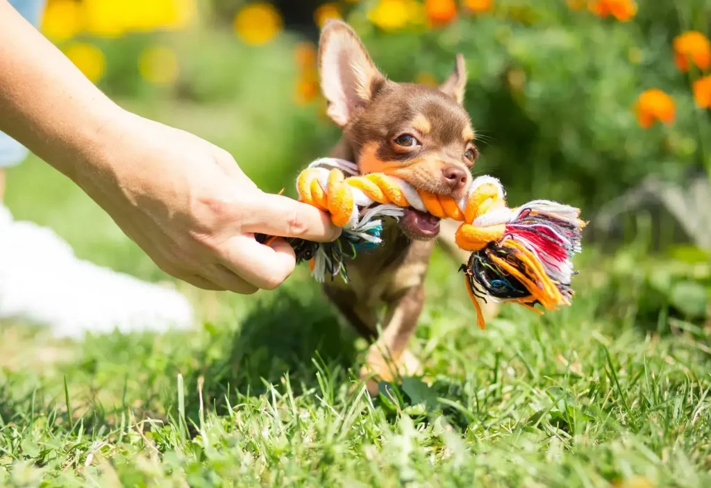 Top 5 Toys for Chihuahuas