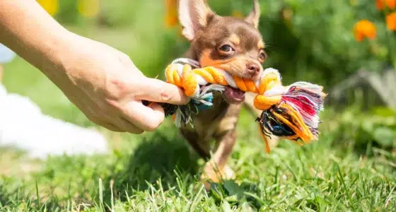 chihuahua toy e1655986302423