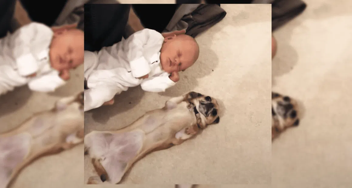 chihuaua meets newborn for the first time