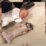 Chihuahua Meeting a Newborn Baby