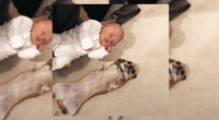 chihuaua meets newborn for the first time
