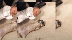 Read more about the article Chihuahua Meeting a Newborn Baby