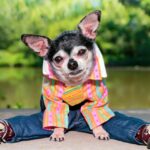 Do Chihuahuas Need Clothes?