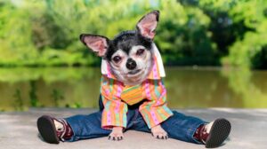 Read more about the article Do Chihuahuas Need Clothes?