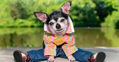 cute chihuahua wearing pants shirt DIY Dog Clothes ss Feature e1655986178538