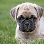 Chihuahua Pug Mix: 31 Chug Facts, Characteristics & Pics