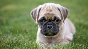 Read more about the article Chihuahua Pug Mix: 31 Chug Facts, Characteristics & Pics