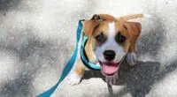 focus during dog walks