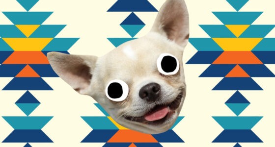 15 Fun Chihuahua Facts You Need to Know - Chihuacorner.com