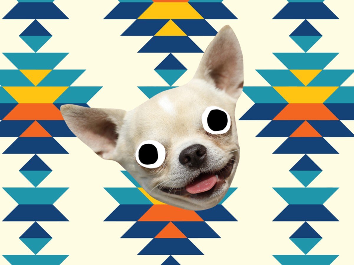 15 Fun Chihuahua Facts You Need to Know - Chihuacorner.com