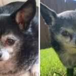 Heartbreaking Story of Shorty the Chihuahua