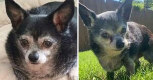 Read more about the article Heartbreaking Story of Shorty the Chihuahua