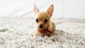 Read more about the article Small Dog, Big Mess: Cleaning a House with Chis