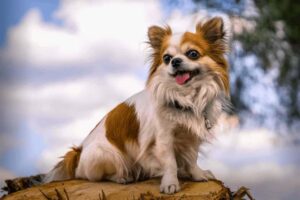 Read more about the article How Expensive is it to Own a Chihuahua?