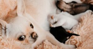 Read more about the article How Many Puppies Do Chihuahuas Usually Have in a Litter?