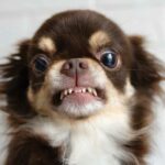  How many teeth do Chihuahuas Have?