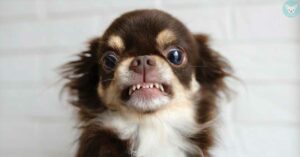 Read more about the article  How many teeth do Chihuahuas Have?