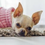 5 Tips To Clean Your Chihuahua’s Ears