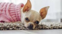 how to clean chihuahua ears 1