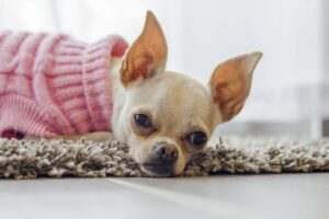 Read more about the article 5 Tips To Clean Your Chihuahua’s Ears