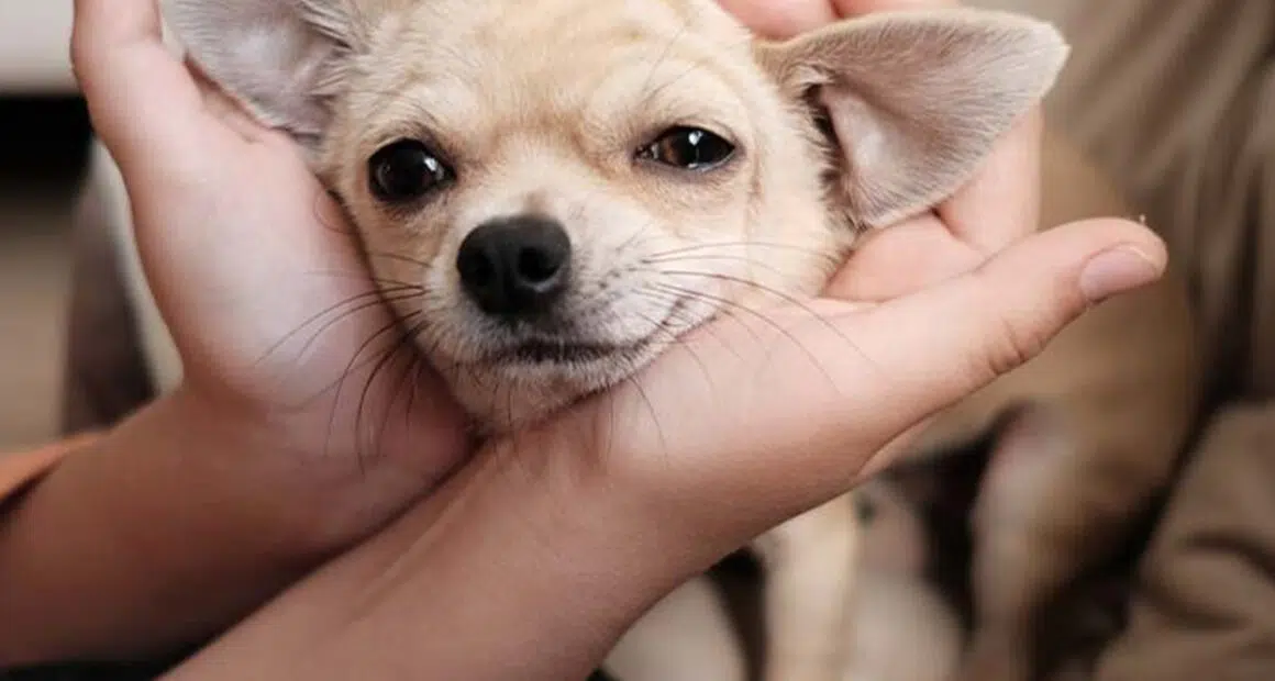 How Can I Make My Chihuahua Love me - Chihuacorner.com