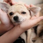 How Can I Make My Chihuahua Love Me?