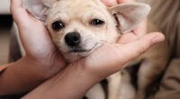 How Can I Make My Chihuahua Love me - Chihuacorner.com