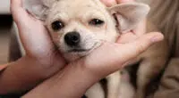 How Can I Make My Chihuahua Love me - Chihuacorner.com