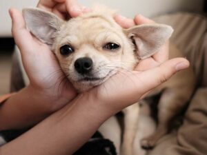 Read more about the article How Can I Make My Chihuahua Love Me?