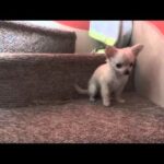 Can Chihuahuas Climb Stairs?