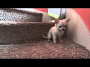 Read more about the article Can Chihuahuas Climb Stairs?