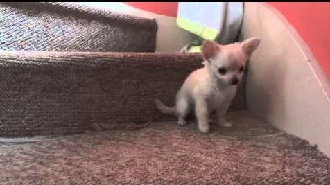 Can Chihuahuas Climb Stairs? 1 hqdefault 1 e1656576342463