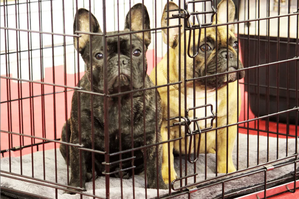 Locked dogs on a puppy mill