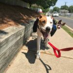 Pit Bull Carries Paralyzed Chihuahua Around