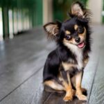 Six Reasons Chihuahuas are the Best