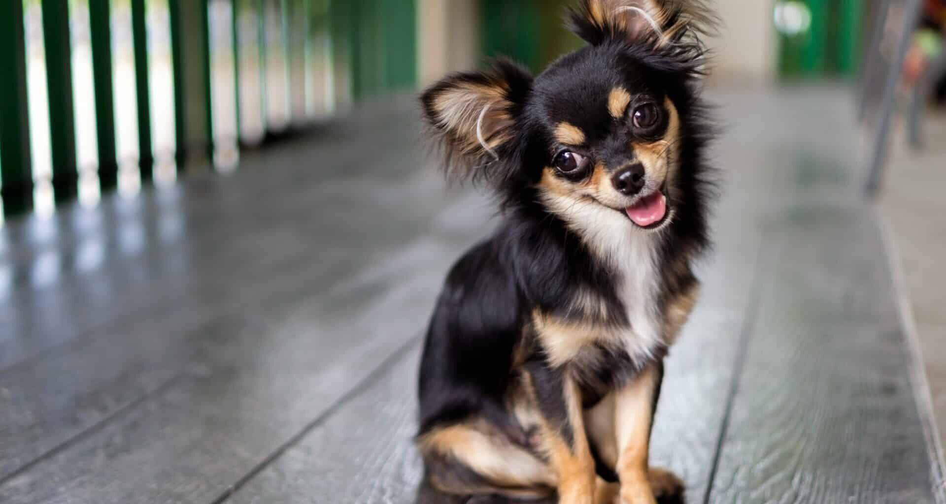 Why Chihuahuas are the absolute best