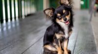 Why Chihuahuas are the absolute best