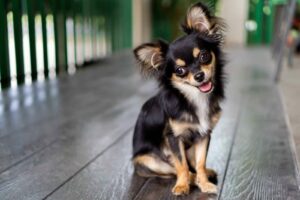 Read more about the article Six Reasons Chihuahuas are the Best