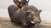 Chihuahua and Pig Best Friends Named Timon and Pumbaa Rescued Together in Arizona 2 image 758x569 1