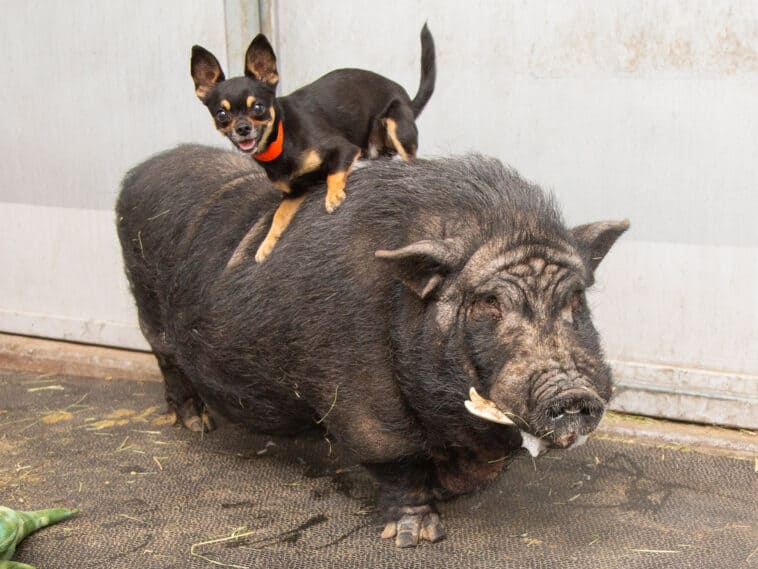 Chihuahua and Pig Best Friends Named Timon and Pumbaa Rescued Together in Arizona 1 image 758x569 1
