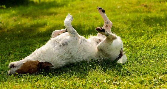 itchy dog e1655996520491