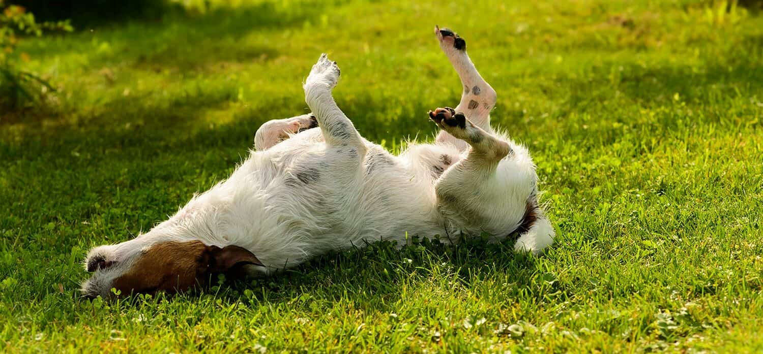 itchy dog e1655996520491