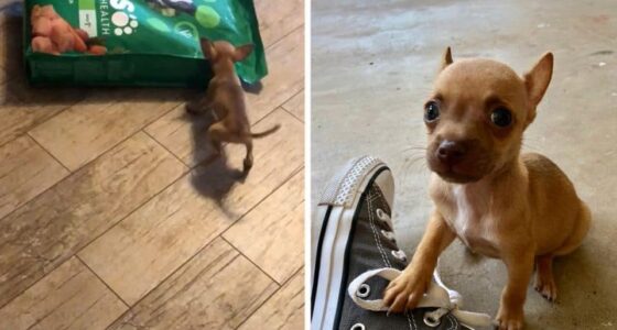 little in body tough in spirit chihuahua HERO 960x540 1