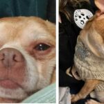 Prancer the “Chucky Doll” Found his Forever Home