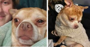 Read more about the article Prancer the “Chucky Doll” Found his Forever Home