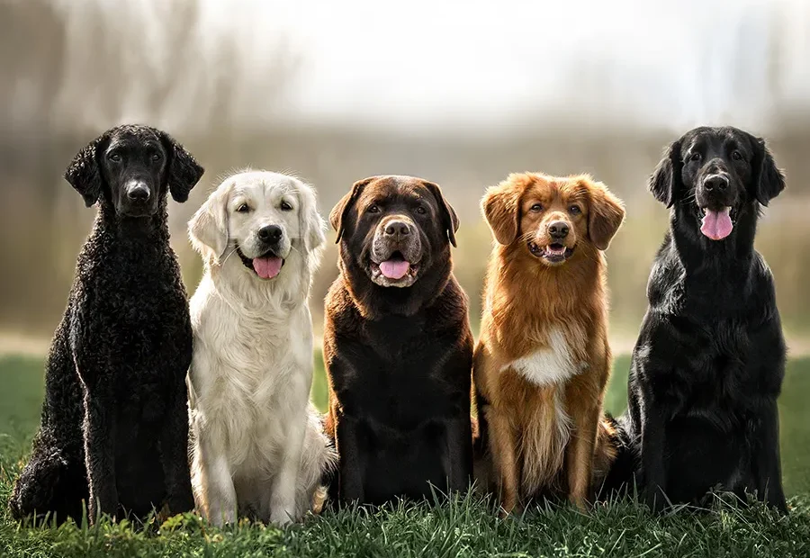 retriever dog breeds